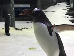 -悉尼海洋生物水族馆