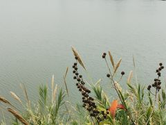 -立新湖公园