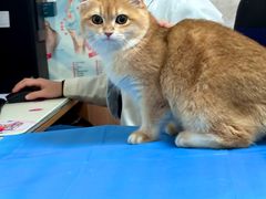 -宠福鑫动物医院(望京分院)