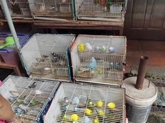 -清平路水族市场