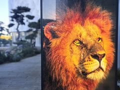 -罗红摄影艺术馆