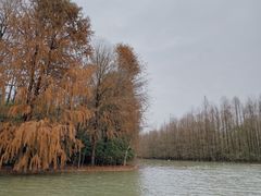 -上海海湾国家森林公园