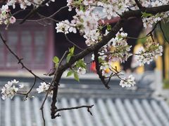 -鸡鸣寺
