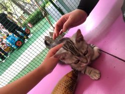 -萌宠亲子动物乐园(槐房万达店)