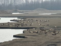 -溱湖国家湿地公园