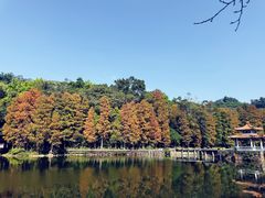 -深圳仙湖植物园