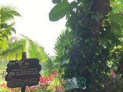 -呀诺达热带雨林