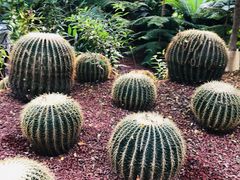 -呀路古热带植物园