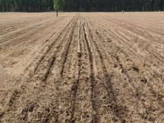 -黄河故道国家森林公园