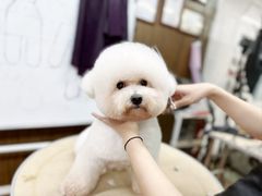 -鑫艺宠物美容培训学校