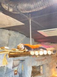 -Zoolung Zoolung动物主题公园(海信广场店)