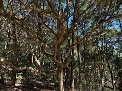 -梧桐山风景名胜区