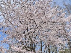 -上海滨江森林公园