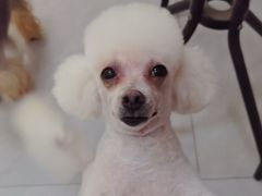 -八公叔叔宠物美容连锁(春申店)