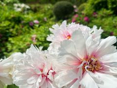 -洛阳市隋唐城遗址植物园