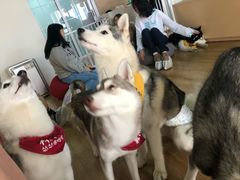 -Husky Go! 哈士奇体验馆·宠物咖啡厅狗咖