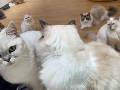 -1013 PET SHOP精品宠物商店(丁香店)