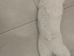 -安格丽娜·狗咖·猫咖羊驼咖(春熙路百盛商场店)