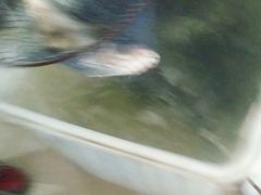 android_upload_pic-姥家大锅台水库渔家