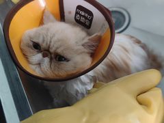 -瑞派动物医院·绝育·犬猫全科·预防医学(光景江南中店)