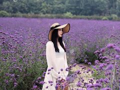 -紫颐香薰山谷景区