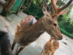 -武陵山森林公园