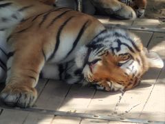 -石家庄市动物园