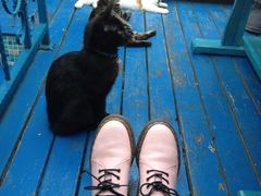 iphone_upload_pic-Sirena海妖日咖夜酒