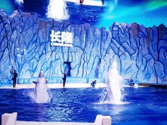 -帝企鹅自助餐厅•儿童岛•真企鹅(长隆企鹅酒店)