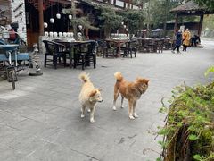 -青城甲(青城山店)