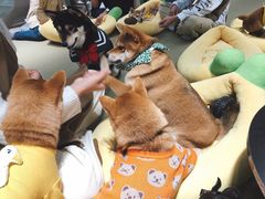 -逗柴咖啡屋·狗咖猫咖宠物桌游