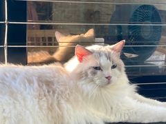 -楼上猫咖(罗湖店)
