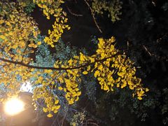 -四川大学(华西校区)