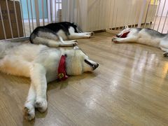 -Husky Go! 哈士奇体验馆·宠物咖啡厅狗咖