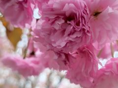 -高东镇樱花园