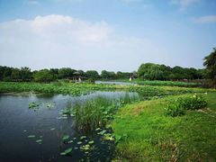 -荷塘月色湿地公园·向阳花洲
