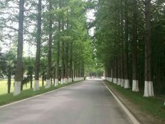 -黄海国家森林公园