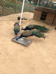 -萌宠亲子动物乐园(槐房万达店)