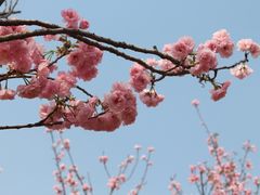 -天适樱花悠乐园