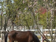 -金鸡湖桃花岛