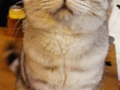 -平行世界·猫咖(首经贸店)