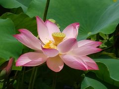 -荔湾湖公园