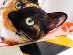 -达爱动物医院·犬猫分区·CT·复杂眼科(远洋山水分院)