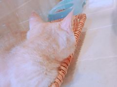 -1013 PET SHOP 宠物商店(近铁城市广场店)