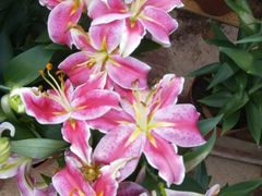 -松山湖梦幻百花洲
