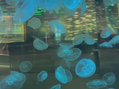 -石家庄海洋公园