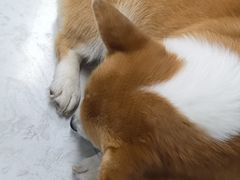 -汪说·狗咖(旺城大厦店)