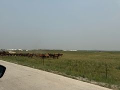 -呼伦贝尔大草原巴尔虎蒙古部落民俗旅游度假景区