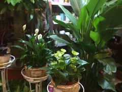 -长宁东道花卉宠物市场