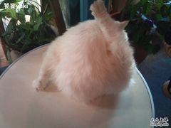 -Babycat私家御饼屋(龙头路一店)